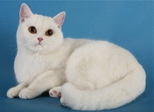 Белые британцы: фото британских белых котов, кошек, котят  